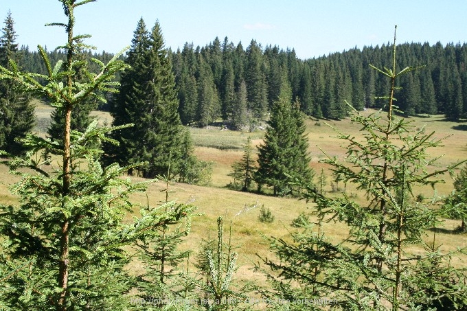 Durmitor > Weg zum Zmijinje Jezero 2