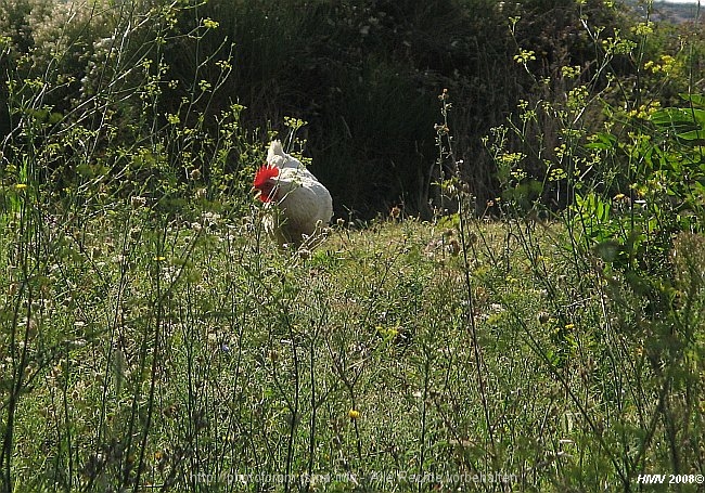 HALBINSEL LOPAR > Huhn on Tour