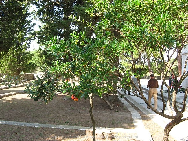 GEDENKSTÄTTE KAMPOR > Ehemaliges KZ > Friedhof - Erdbeerbaum