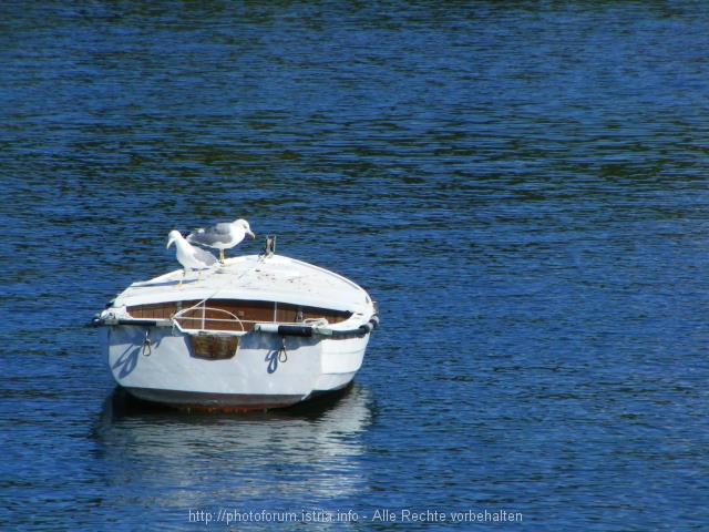 Istrien: POREC > Brulo > Fischerboot mit Möwen