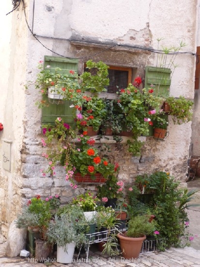 Istrien: ROVINJ > Altstadt > Blumenfenster