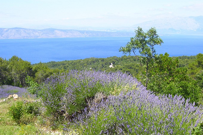 OTOK HVAR > Wanderung nach Humac > Lavendelfeld bei Humac