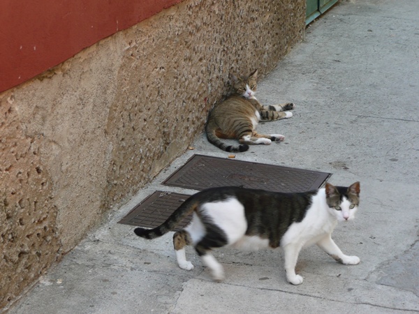 MAKARSKA>In der Stadt>Katzen