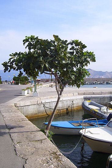 BASKA > Feigenbaum am Hafen