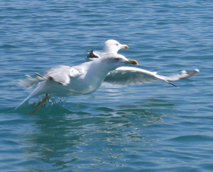 Möwe im Abflug (Pag)