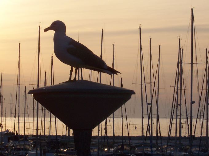 FUNTANA > Abendstimmung im Hafen > Möwe