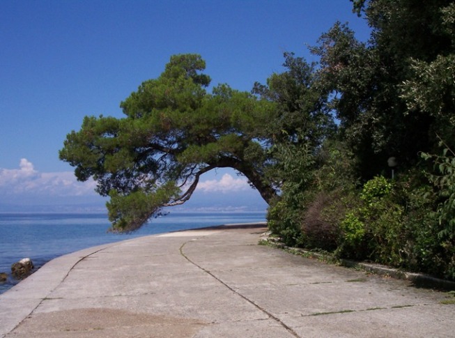 INSEL KRK > Malinska gebäugte Pinie