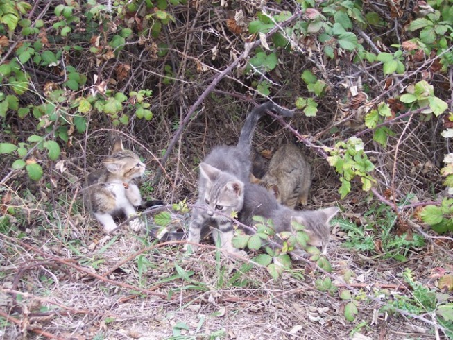 FAZANA > Barbariga Katzenbabys