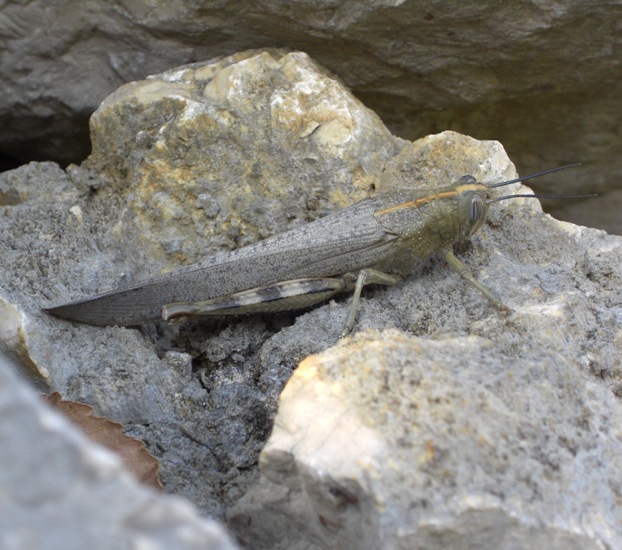 ROVINJ > Schreck in der Mauer