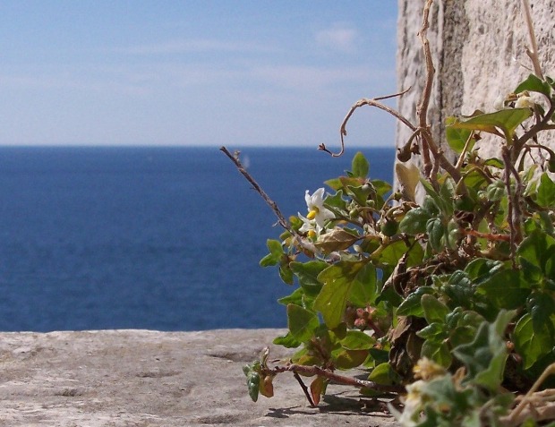 ROVINJ > Kleine Schöne mit großer Aussicht