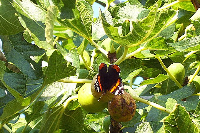 BOZAVA > Schmetterling auf Feigenbaum