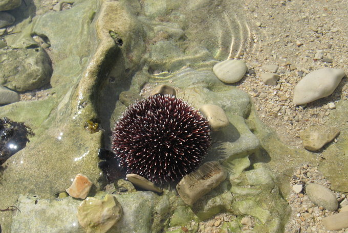 OTOK HVAR > Ein Seeigel