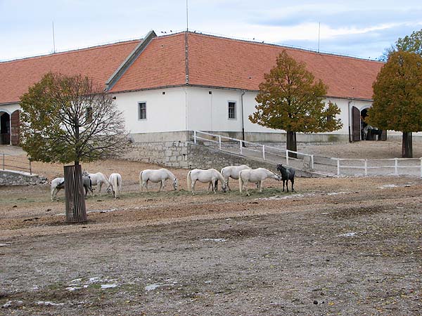 SLO: LIPICA > Pferdegestüt