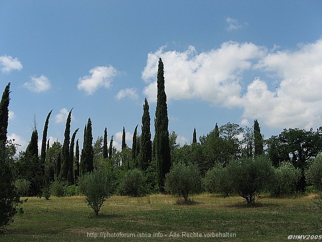 PRIDVORJE > Zypressen und Olivenbäume bei der Wallfahrtskirche