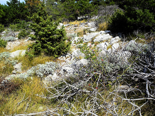 OTOK BRAC > "Vidova gora" > Vegetation