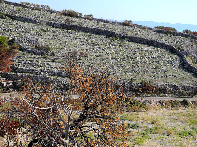 OTOK BRAC > verbrannte Vegetation