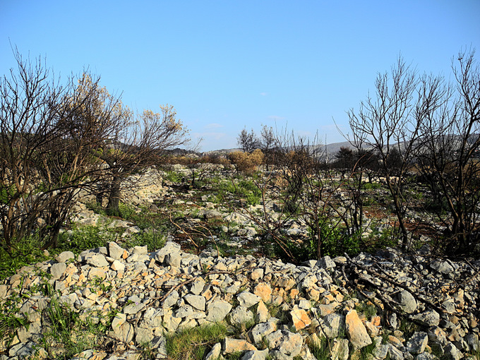 OTOK BRAC > verbrannte Vegetation