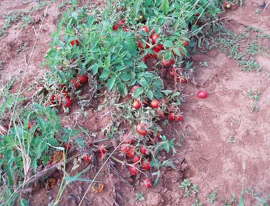 verfaulende Tomaten