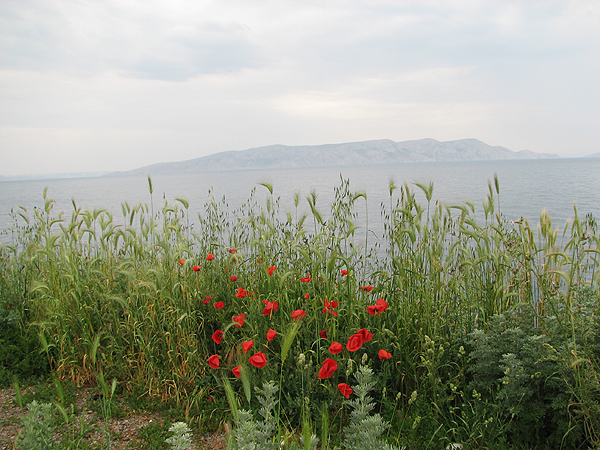 KVARNER BUCHT > Mohn