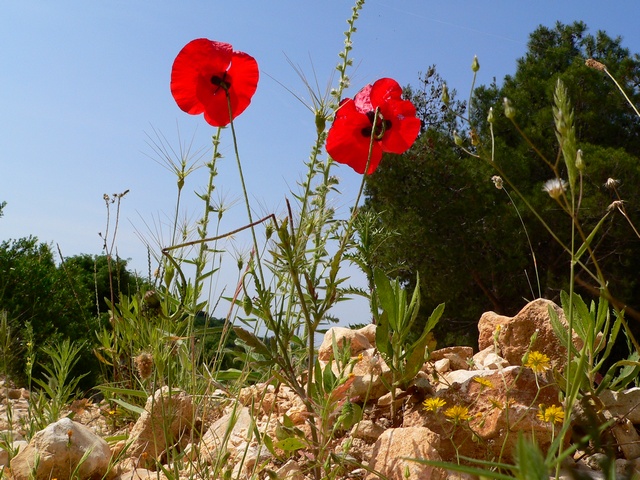 2. Platz < wallbergler > KAMENJAK > Penesule auf dem Weg > Mohnblüten