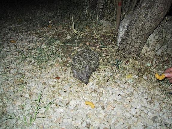 VALALTA > Nächtlicher Besucher beim Füttern in Valalta