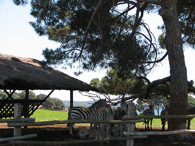 NATIONALPARK BRIUNI > Zebras auf Brioni