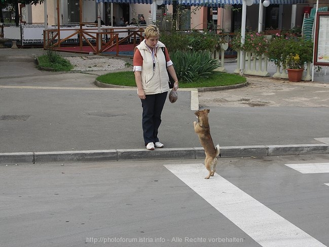 NOVIGRAD > Hund macht Männchen