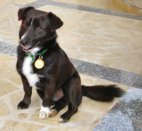 Porec Spadici Haus Und Hofhund Schorli Istrien Kroatien
