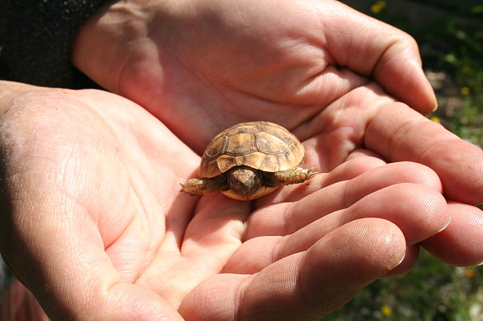 VELA LUKA > Schildkröten schützen