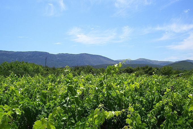 INSEL HVAR > Ebene von Stari Grad > Weinanbau