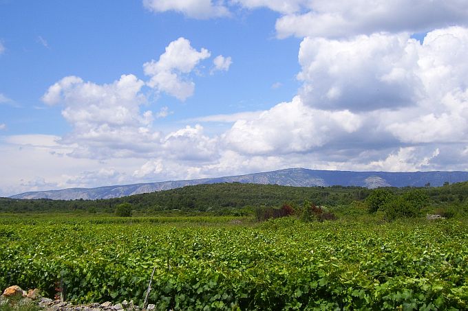 INSEL HVAR > Ebene von Stari Grad > Weinanbau