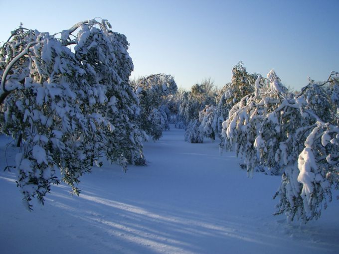 3. Platz > SISAN > Winteridylle im Olivenhain