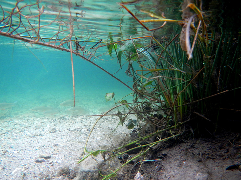 NATIONALPARK PLITVICER SEEN > Unter Wasser