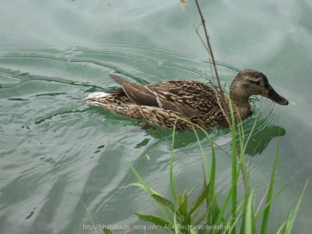 NATIONALPARK PLITVICER SEEN > Impressionen 7