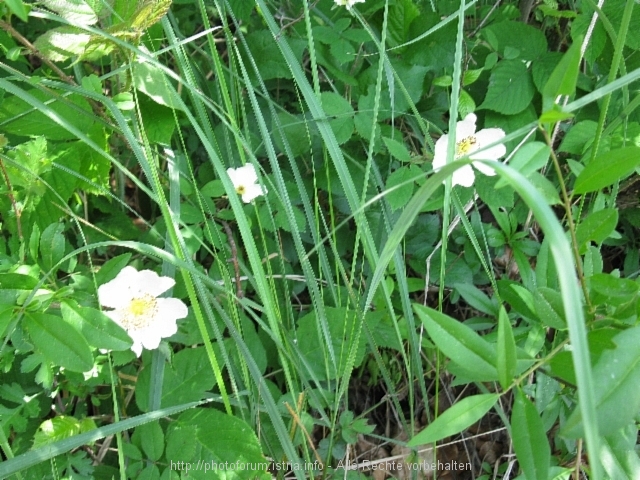 NATIONALPARK PLITVICER SEEN > Impressionen