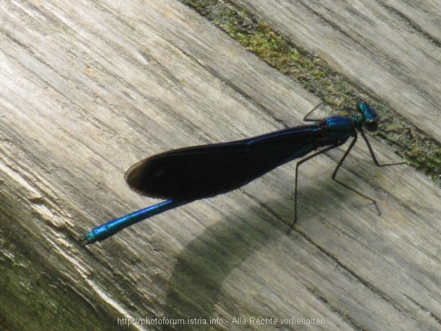 NATIONALPARK PLITVICER SEEN > Impressionen