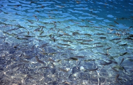 NATIONALPARK PLITVICER SEEN > Jezero Kaluderovac > Fische