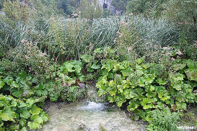 NATIONALPARK PLITVICER SEEN > Jezero Kaluderovac und Höhle