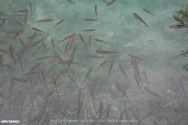 NATIONALPARK PLITVICER SEEN > Jezero Kaluderovac > Fische im Regen