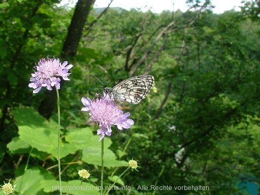 NATIONALPARK PLITVICER SEEN > Schmetterling