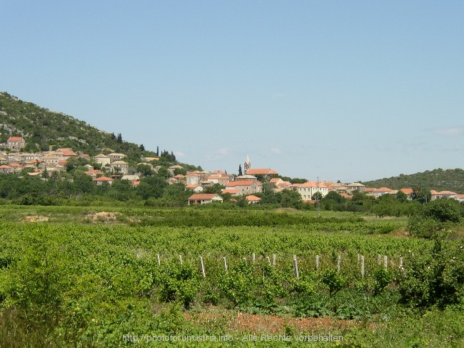 PELJESAC > Janjina > Weinanbau