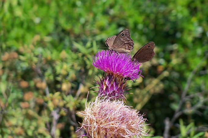 OTOK HVAR > Schmetterlinge auf Distel