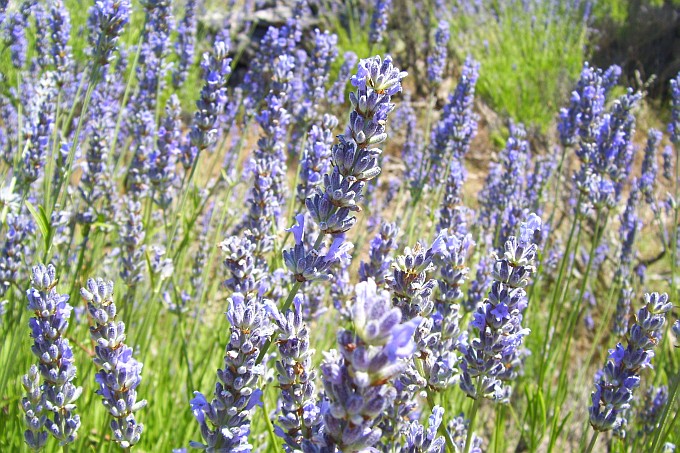 OTOK HVAR > Lavendel im Juni