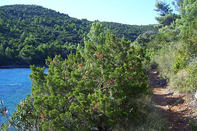 BOZAVA > Wanderweg am Meer