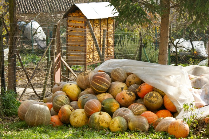 CEROVLJE > Herbstgemüse