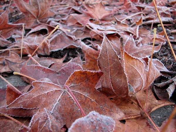 Winterlaub gefrostet