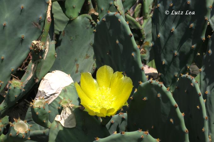 Opuntien Blüte > Brijuni Insel