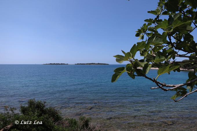 Blick durch Feigenbaum aufs Meer>Brijuni Weststeite