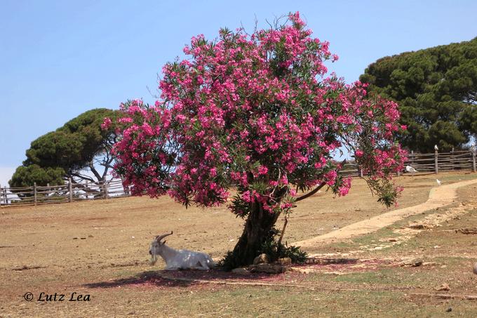 Alt-Oleander-Baum>Brijuni Tierpark