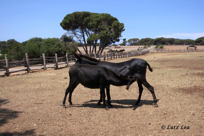 Tierpark > Brijuni Insel